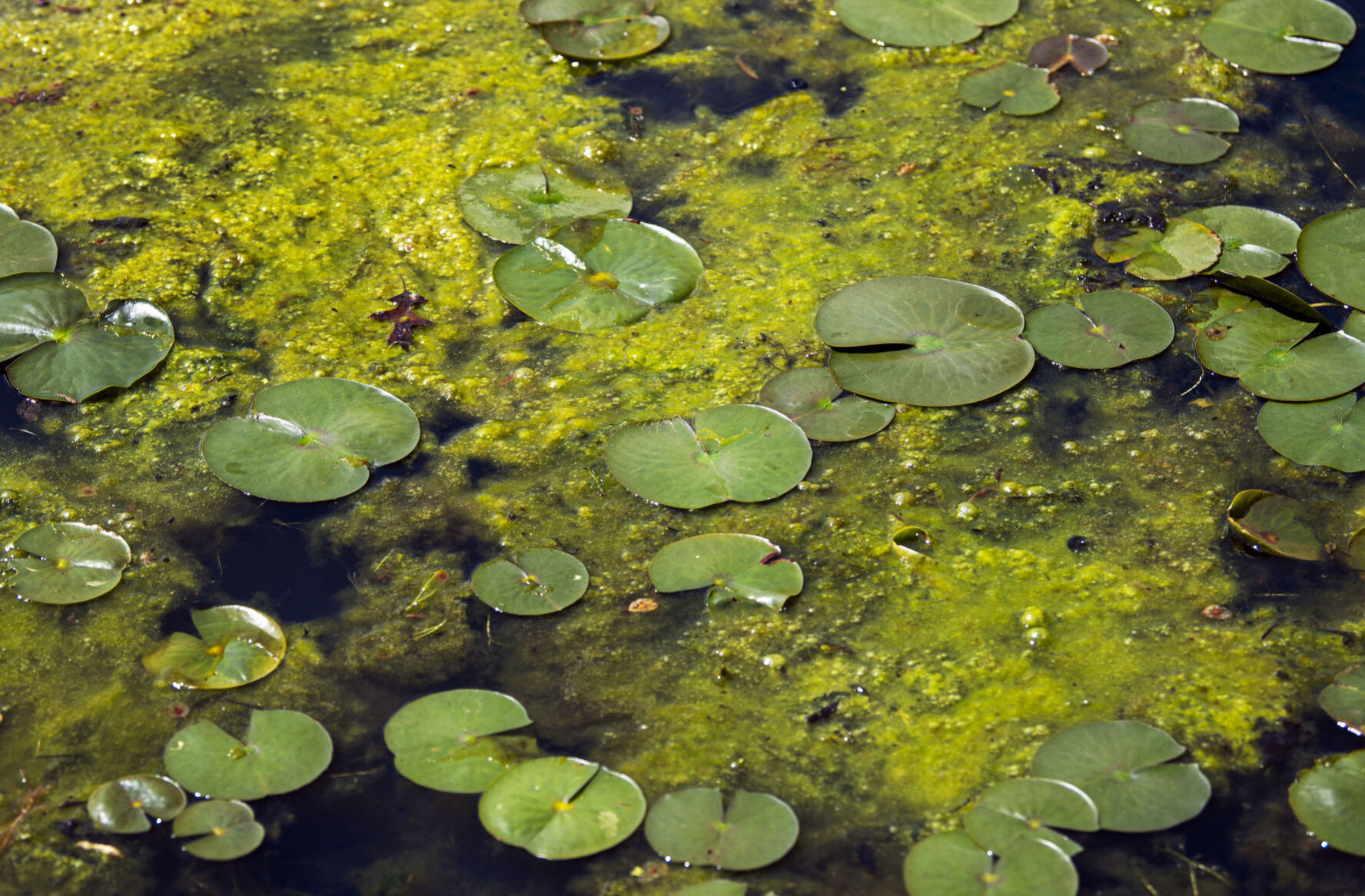 Rise and shine, green algae